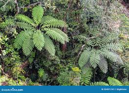 Image result for Cyathea manniana