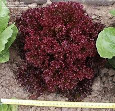 Looseleaf Lettuce Most Nutritious Looseleaf Lettuces Have Red Leaves Followed By Those With Dark Green Leaves And Then Those Wit Seeds Plants Lettuce Leaves