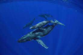 Humpback whales can grow to as long as 50ft (15m) and weigh about 36 tons. Living On Earth Secrets Of The Whales