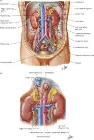 The kidneys are located at the rear wall of the abdominal cavity just above the waistline and are protected by the ribcage. Renal Sinus An Overview Sciencedirect Topics