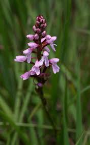 Image result for Disa saxicola