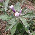 Image result for Astripomoea