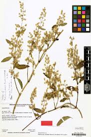 Image result for Cyathula orthacantha