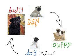 The Life Cycle Of A Pug By Sophie Science Biology Ecology Showme