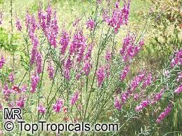 Image result for Polygala capillaris