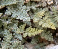 Image result for Cheilanthes