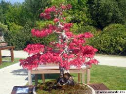 #1 bonsai shunkaen oleh kunio kobayashi (800 tahun). Le Bonsai L Art De La Taille