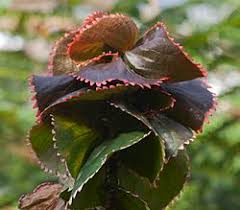 Image result for Acalypha welwitschiana