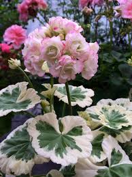 Pelargonium Westdale Apple Blossom In Botanic Gardens Leuven Belgium Geranien Blumen Pflanzen Blumen