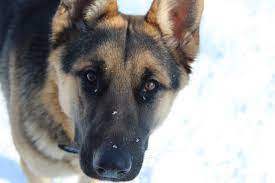 15 Things To Consider Before You Choose A King Shepherd Animalso