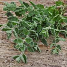 Zaatar is an unusual culinary herb and one of the world's great seasonings. Zaatar Origanum Syriacum