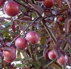 Image result for Prunus