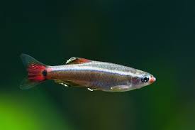 8 Best Freshwater Fish For Beginners Ultimate Guide To Picking Your First Fish