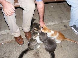 Kedim Whiskas Dan Baska Mama Yemiyor Agaclar Net