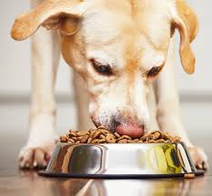 Many breeds available, even puppies and kittens. Nestle Purina Publishes Shared Value Report Advances In Pet Nutrition