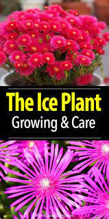 Too much feeding will compromise the plant's ability to survive winter. Ice Plant Care How To Grow Ice Plant Succulents
