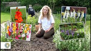 Gladiolus can be planted about two weeks before the last expected spring frost. How To Plant Gladiolus Bulbs Corms Farmergracy Co Uk Youtube