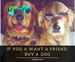 If You Want A Friend Forever Buy A Dog