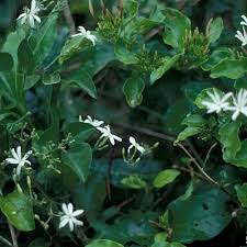 Image result for Jasminum fluminense