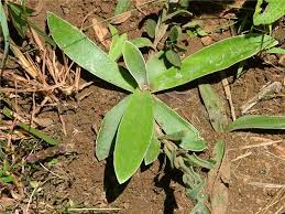 Image result for Helichrysum mixtum