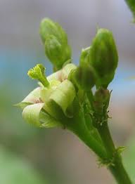 Image result for Jatropha botswanica