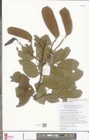 Image result for Rytigynia kiwuensis