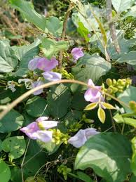 Image result for Canavalia cathartica