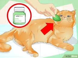 My 16 year old neutered cat recently started spraying for the first time. How To Prevent A Cat From Spraying 12 Steps With Pictures