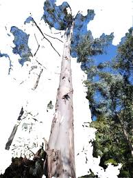 Image result for Eucalyptus cloeziana