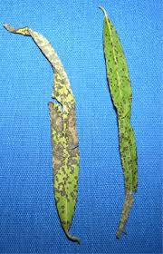 Image result for venturia saliciperda willow tree