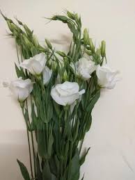We did not find results for: All Types Of Fresh Cut Flowers Dealer Home Facebook