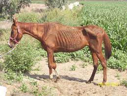 Officers rescue a severely emaciated horse, and hope that she will be strong enough to survive the journey back to the houston spca to be nursed back to. California Horse Abandonment Probed The Horse