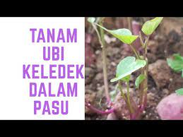 Ubi keledek boleh sahaja ditanam dalam pelbagai jenis tanah dan iklim yang berbeza. Cubaan Menanam Ubi Keledek Dalam Pasu The Fazakkeer Tv Youtube