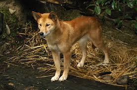 All mammals except monotremes and marsupials. Fauna Of Australia Wikiwand