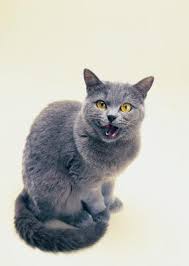 To identify a russian blue, look out for a cat that appears long and slender. How To Tell The Difference In A Russian Blue Cat From A Domestic Cat