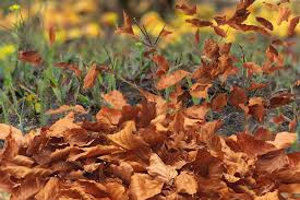As you get down to the soil, use a pick mattock to help you hack out the web beneath the surface. How To Remove The Leaves From The Garden Blog Peruzzo It