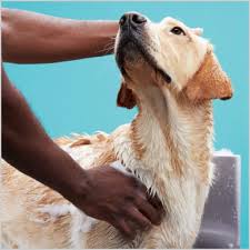 We're setting a new standard for pet health and wellness. Dog Grooming Dog Baths Haircuts Nail Trimming More Petco
