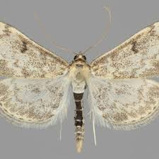 Image result for Anania perlucidalis
