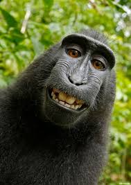 Hélène devynck, née en 1966, est une journaliste française de télévision. Wikipedia Refuse De Retirer Cette Photo De Singe Car C Est Un Selfie Le Huffpost