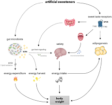 However, more than 90 different countries have found aspartame to be safe for human consumption. Frontiers The Impact Of Artificial Sweeteners On Body Weight Control And Glucose Homeostasis Nutrition