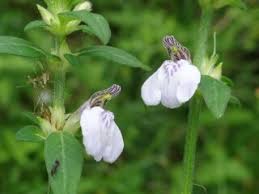 Image result for Justicia exigua