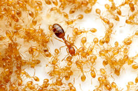 永久に飼育可能！？ 女王が増え続けるキイロヒメアリ : ありんこ日記 AntRoom