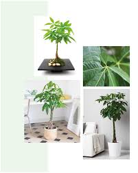 Les Plantes Porte Bonheur Pachira Plante Porte Bonheur Porte Bonheur Plante