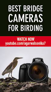 Top 5 Best Bridge Cameras For Bird Photography Bridge Camera Point And Shoot Camera Bird Photography