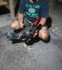 Sebelum ayam bangkok dibawa ke arena tarung, sebaiknya latih dulu lompatannya dengan cara jika semua tahapan perawatan dan latihan tersebut dilakukan secara rutin dan konsisten, maka ayam bangkok aduan yang kita latih akan memiliki stamina prima, daya tahan yang kuat, dan memiliki. Menang Banyak Simak 3 Model Ini Cara Mudah Diterapkan Dan Terbaik Dari Ahlinya Saat Mempersiapkan Ayam Sebelum Diturunkan H 7 Majalah Ayam