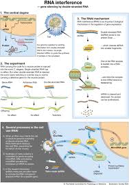 An mrna vaccine has never been approved before, but other mrna drugs exist. Rna To The Rescue Rna Is One Of The Most Promising Targets For Drug Development Given Its Wide Variety Of Uses Embo Reports Vol 21 No 7