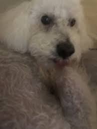 Check spelling or type a new query. The Pet Spa 65 Louis St Unit A Newington Ct Pet Shops Mapquest