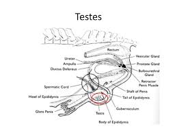 Stallion Reproductive System By K Matthews Modified 2010 By B Purswell Ppt Download