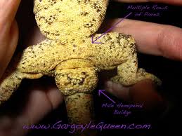 Caresheet Gargoyle Queen Reptiles