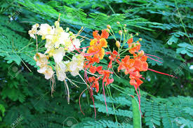 Posted on tuesday, december 9th, 2014 at 6:09 pm. Peacock Flower Caesalpinia Pulcherrima Barbados Pride In Garden Stock Photo Picture And Royalty Free Image Image 60657307